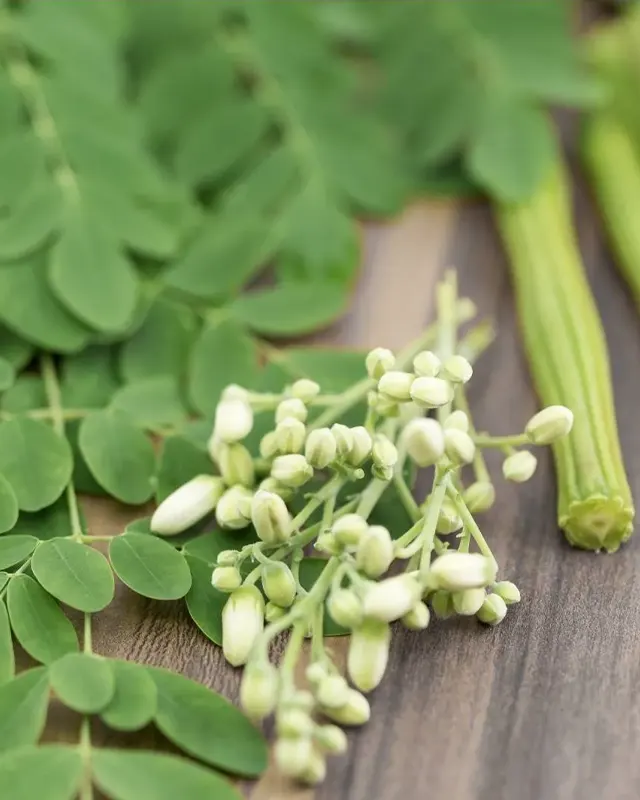 Moringa Extract