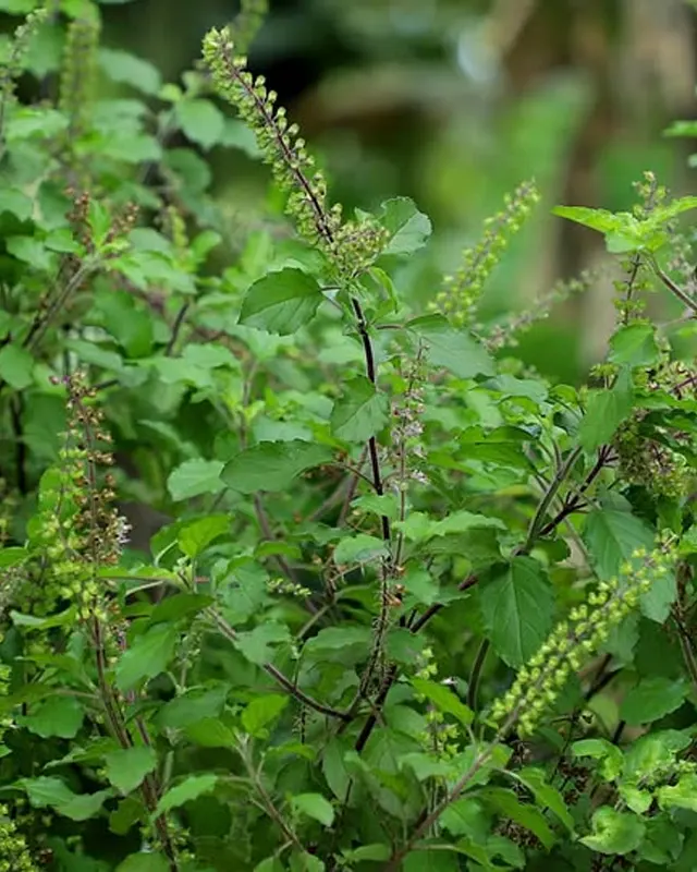 Ocimum Sanctum Extract