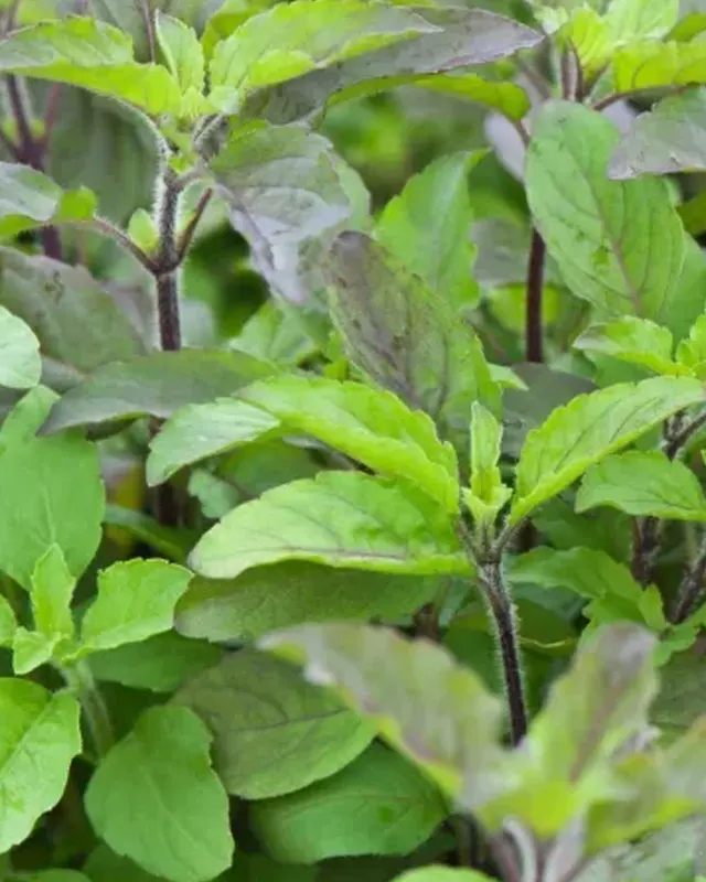 Ocimum Sanctum Extract