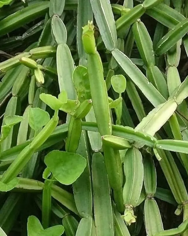 Cissus Extract