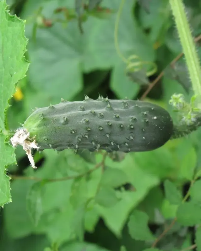 Cucumis Sativus Extract